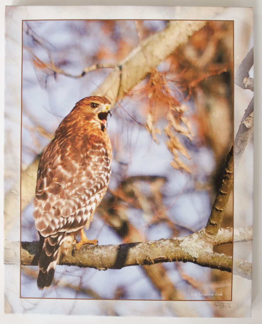 Red Shouldered Hawk